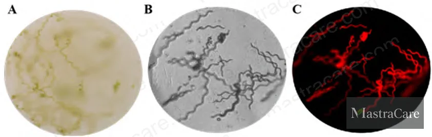 Figure 1: Phycocyanin antioxidant cream — final emulsion after incorporation of phycocyanin extract (C component) at 8% with stirring at 200–300 rpm for 15–20 minutes